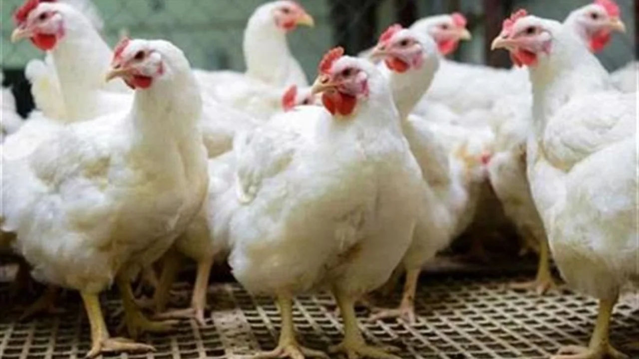 البيضاء بـ 75 جنيهاً.. أسعار الدواجن في الأسواق وإحصائيات البورصة ليوم السبت